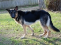 Rosie_resize