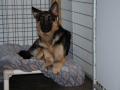 Rosie Loves Her Bed.