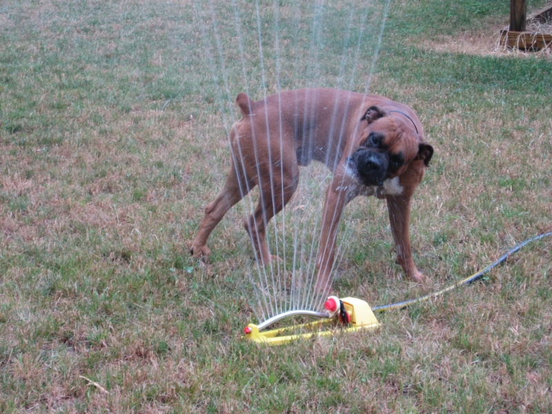 Code of Conduct Dog Boarding Kennel near Chattanooga and Cleveland