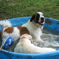 dog11_resize