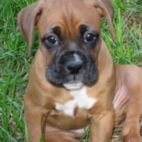 dog12_resize